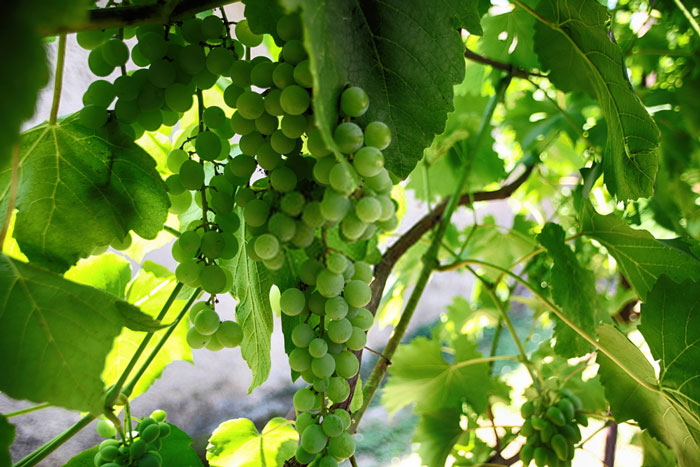 Brandy Grape